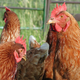 Illustration for article titled The FDA Just Approved Transgenic Chickens That Make Medicine
